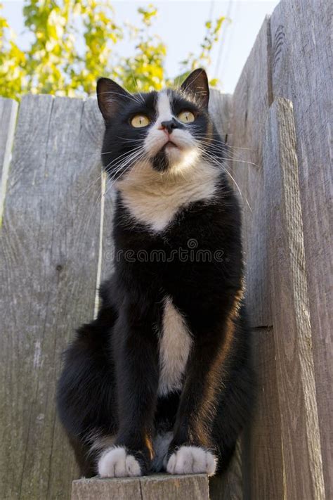 Black Cat Walking on the Fence Stock Photo - Image of expression ...