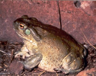 Licking Bufo Toads, the Risks and the Reality of Getting High