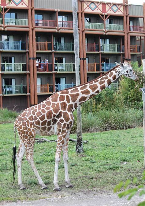 Our Wild Guide to Disney's Animal Kingdom Lodge