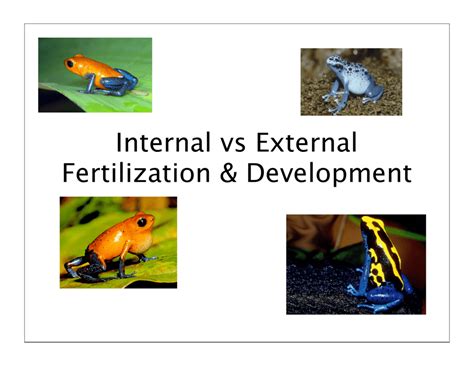 Internal vs External Fertilization & Development