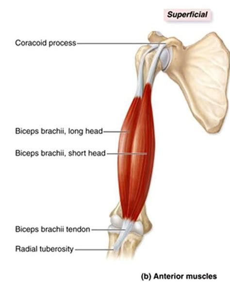 Biceps Brachii, origin: {long head: supraglenoid tubercle, short head ...