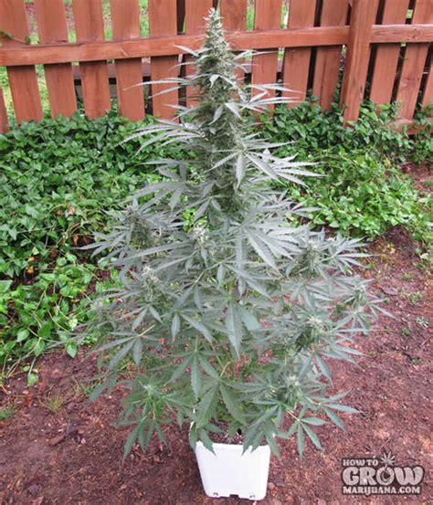 Best Outdoor, Autoflowering, Feminized Cannabis Seeds