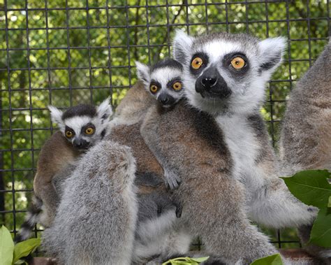 Duke Lemur Center Educates and Entertains – Our State Magazine