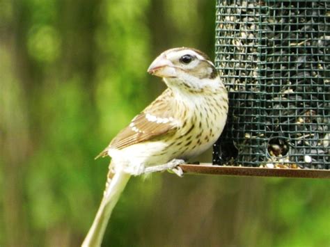 Rose-Breasted Grosbeak Facts, Pictures, and Migration - Owlcation