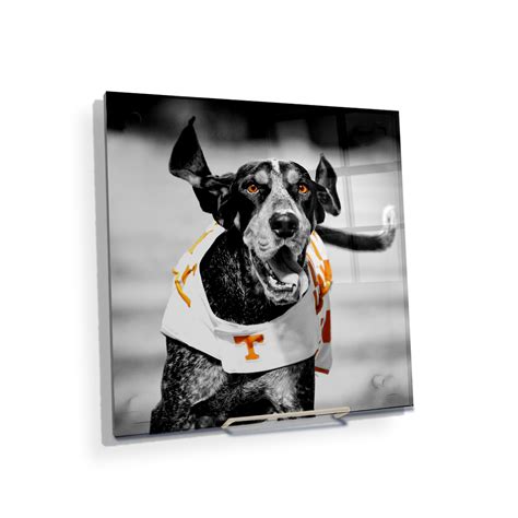 Tennessee Volunteers - Smokey TD - Vol Wall Art