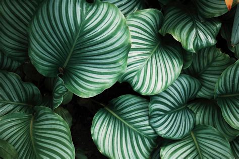 Plantas de moda 2017 | Plantas de exterior, Plantas, Jardineria y plantas