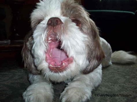 Shih Tzu Health Problems - A Complete Guide For Pet Parents