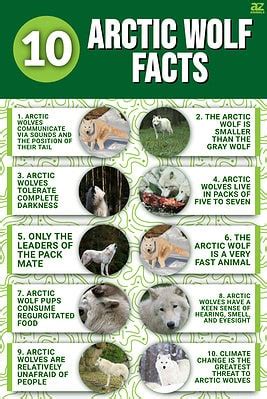 10 Incredible Arctic Wolf Facts - A-Z Animals