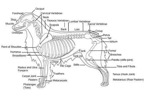 Chihuahua Skeleton Structure - Pets Lovers