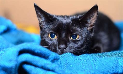 Razas de gato: El gato bombay, uno de los más inteligentes y longevos ...