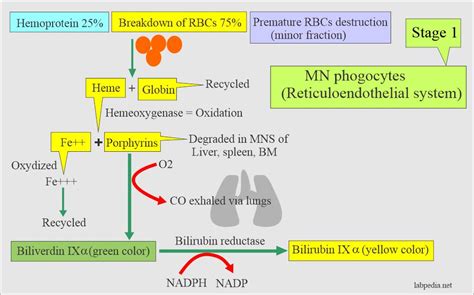 Bilirubin:- Part 1 - Total Bilirubin, Direct and Indirect Bilirubin ...