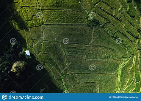 Rice Field ,Aerial View of Rice Fields Stock Photo - Image of ...