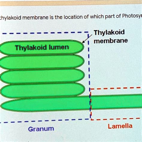 SOLVED: 'The thylakoids membrane is the location of which part of ...