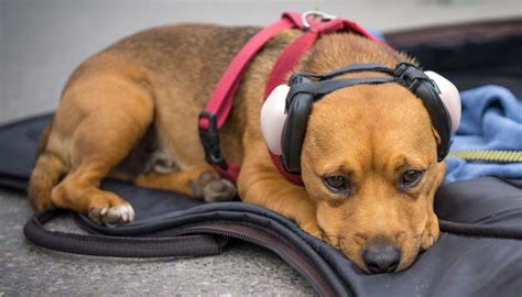 The Best Dog Hearing Protection – Top Dog Tips