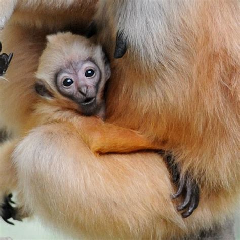 A New Baby Gibbon Swings Into Brookfield Zoo - ZooBorns