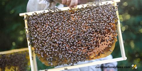 How to Stop Bees from Swarming- Carolina Honeybees