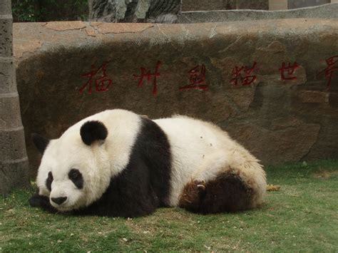 Panda World (Fuzhou): All You Need to Know BEFORE You Go