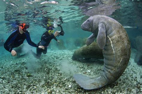 Manatee Diving in Florida. The West Indian Manatee is perhaps the ...