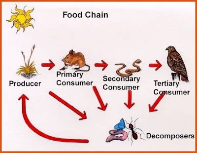 JHOY --- Mark my name in your HEART.. LOL! JK!: Food Chains & Food Webs