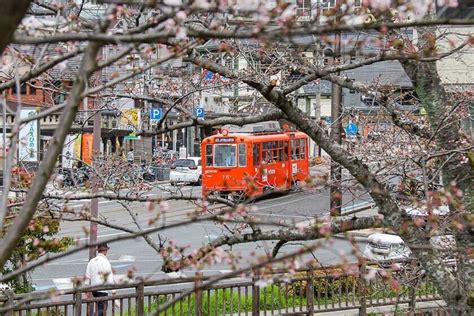 Cherry Blossom Reports 2024 - Matsuyama: Blossoms Opening