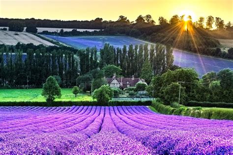 Castle Farm Lavender Fields Shoreham by Clare1981 - VIEWBUG.com