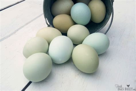 What Makes Blue Eggs Blue? - Fresh Eggs Daily® with Lisa Steele