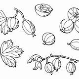 Gooseberry Coloring Pages Printable For Free Download sketch template