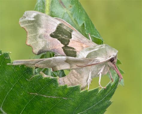 Lime Hawk-moth-2nd June (10).jpg | Michele Beverley | Flickr