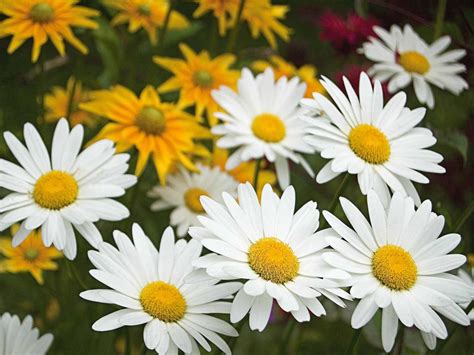 Planting and Caring for Shasta Daisy | HGTV