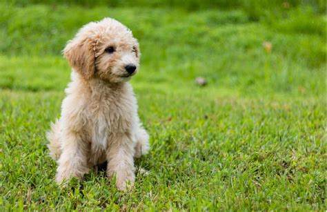 16 surprising and useful facts about Mini Goldendoodle Puppies - Wagbrag