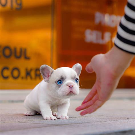 Pawblo - Micro Frenchie Male | Mini Teacup Puppies