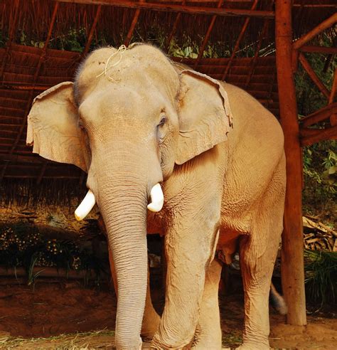 Think Elephants International: What's the Fuss About Tusks?