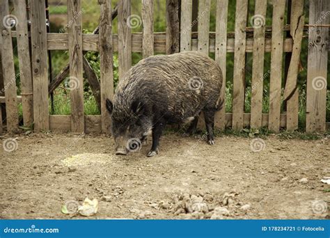 Wild boar farm stock image. Image of wildlife, animal - 178234721