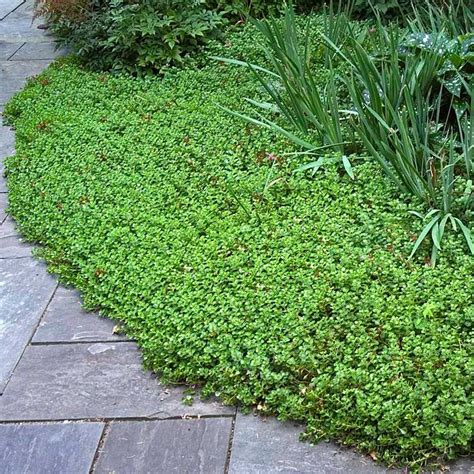 Sedum 'John Creech' | Succulent landscaping, Succulent landscape design ...