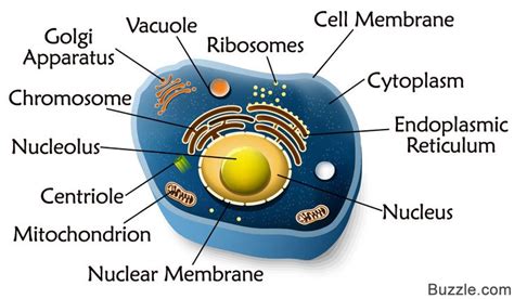 Animal And Plant Cells - Tribuntech