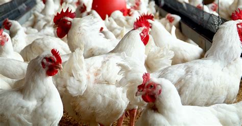 Medical Encyclopedia: Broiler chicken side effects