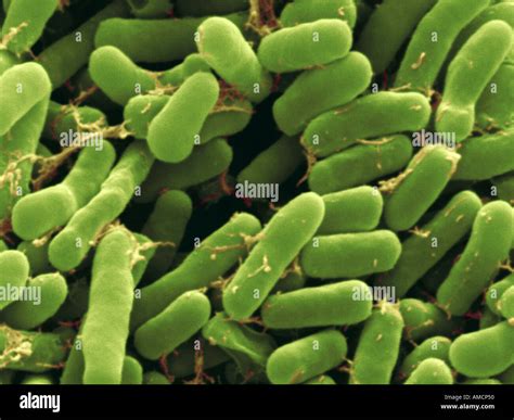 SEM - Rhizobium leguminosarum Stock Photo - Alamy