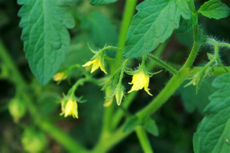 Tomato Flowers Free Stock Photo - Public Domain Pictures