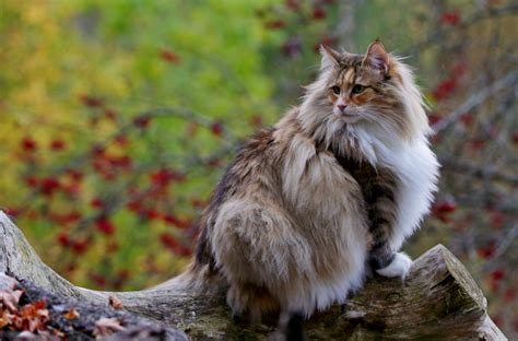 Norwegian Forest Cat Size: How Big Are They? Comparison