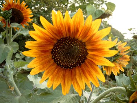 File:Sunflower Metalhead64.jpg - Wikimedia Commons