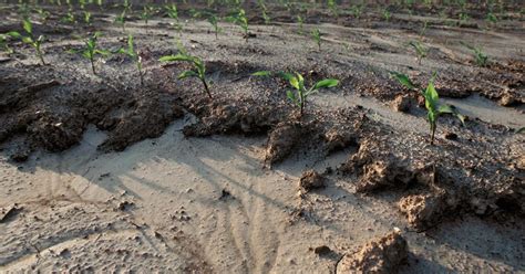 Erosion 101: Everything You Need to Know About Soil Erosion