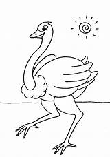 Ostrich 9 Coloring Page  Free Printable Pages For Kids sketch template