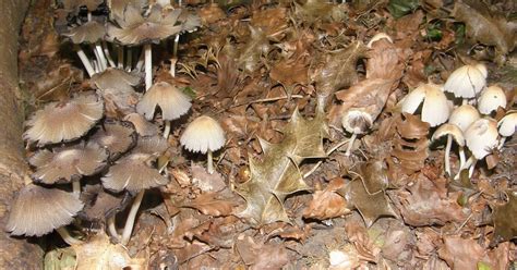 A Cotswold Year: Fungi on Woodland floor