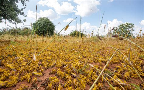 Swarms of hungry locusts bring potential for famine during coronavirus ...