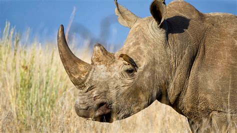 White Rhinoceros With A Red-billed Oxpecker, Kenya - Free Nature Pictures