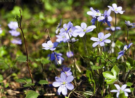 spring flowers . forest 9508817 Stock Photo at Vecteezy