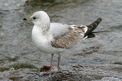 Common Gull, 1st cycle (6 of 8) photo - Jeff Poklen photos at pbase.com