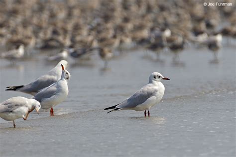 Brown-headed Gull – Joe Fuhrman Photography