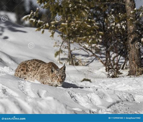 Siberian Lynx Cub stock image. Image of feline, animal - 112994183