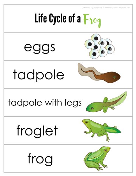 Frog Life Cycle Printable